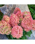 Hydrangea paniculata Magical Candle